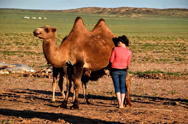 Mongolia: Lost in Gobi Desert: photo 6