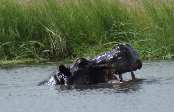 Cruising in Chobe National Park: photo 3