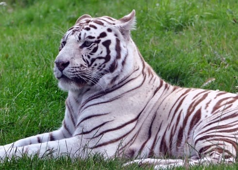 Spending A Day at Singapore Zoo and Singapore Night Safari: photo 4