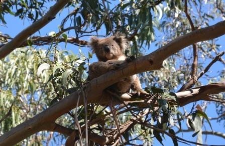 Camping the Great Ocean Road: photo 5