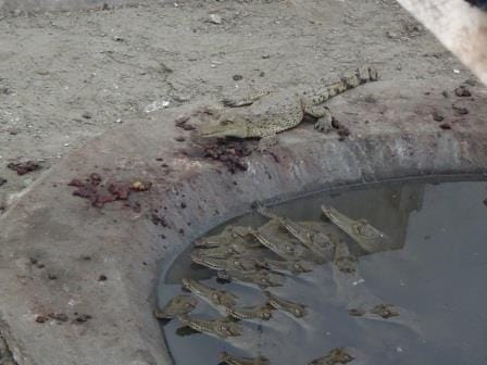 Mancora: Beach Gem of the Northern Peruvian coast: photo 7