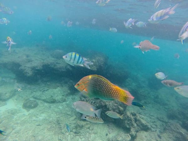 Ko Phi Phi: Adventures on Thailand's Most Spectacular Island: photo 13