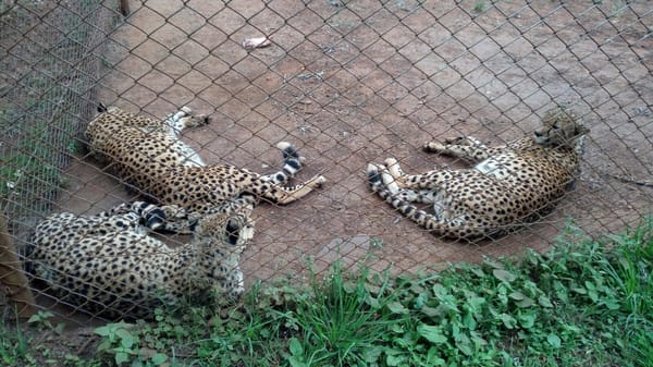 Kenya: Nairobi Animal orphanage.: photo 4