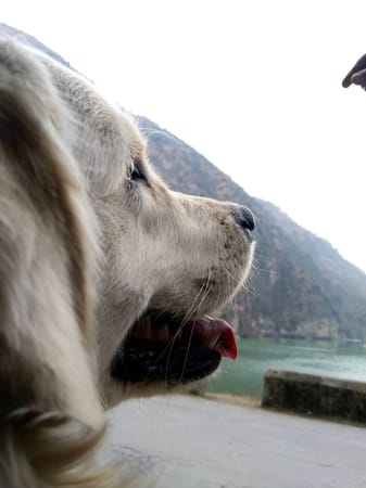 A pet-friendly cross country journey to Himachal Pradesh, India: photo 5