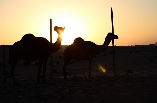Must See Places in the Desert Kingdom of Abu Dhabi