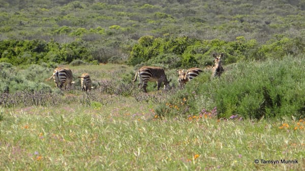 WEST COAST NATIONAL PARK: A GUIDE TO VIEWING THE SPRING FLOWERS FROM CAPE TOWN: photo 3