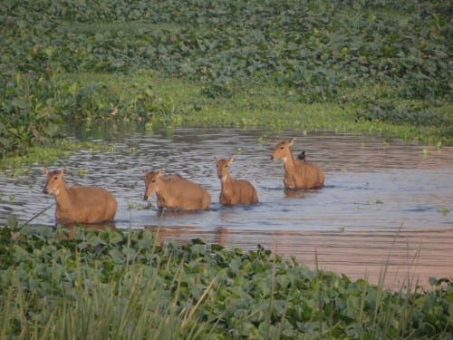 City Birder’s Paradise, The Okhla Bird Sanctuary near Delhi: photo 3