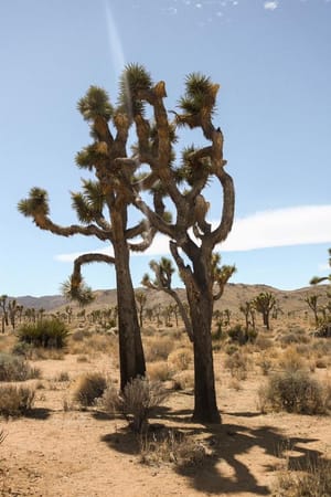 The Best of Los Angeles, California: photo 16