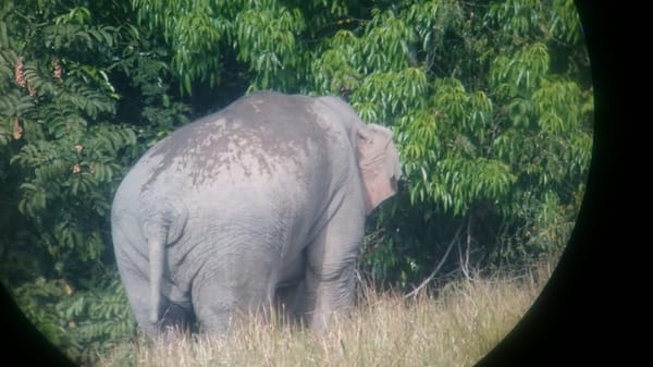 Khao Yai National Park: A Backpacker Safari: photo 5