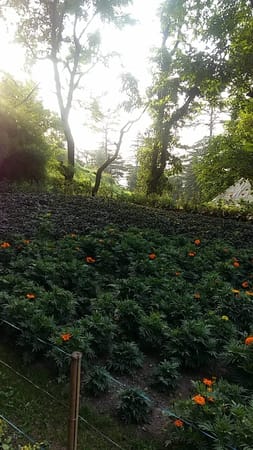 Best Places to Visit in Mussoorie, India: photo 14