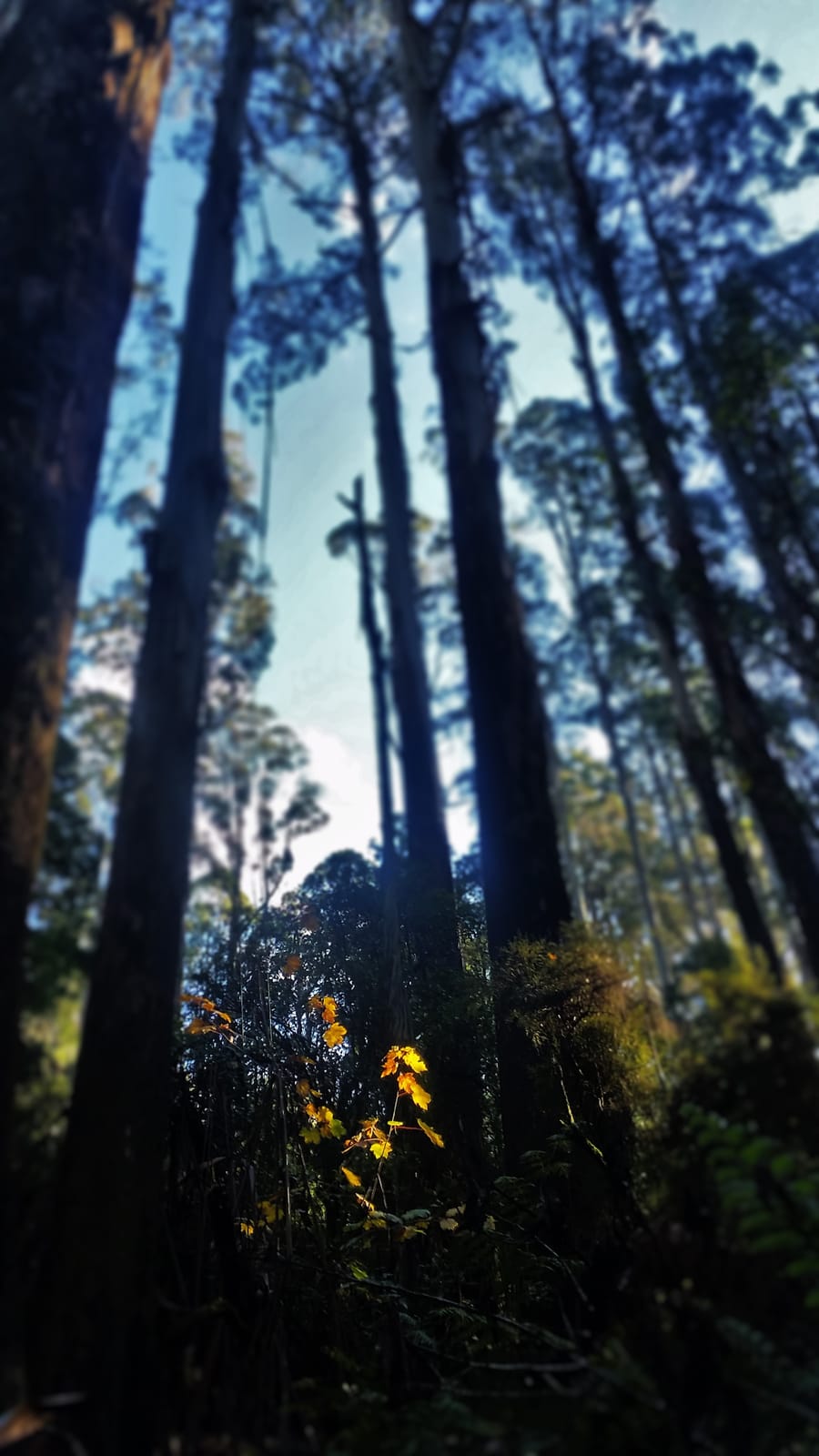 A Day in the Dandenong Ranges