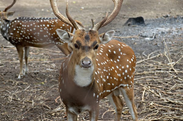 The Scotland of India : Coorg: photo 2