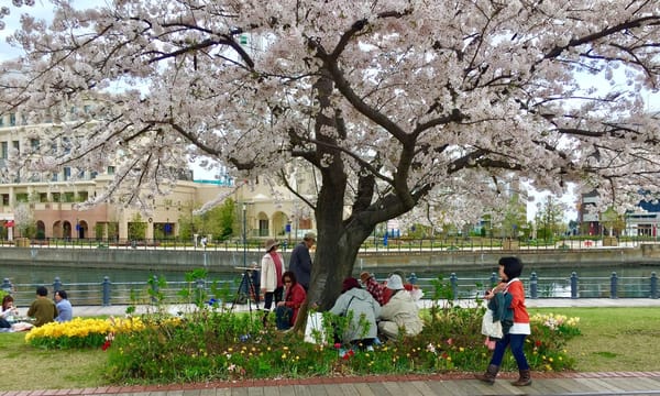 Cherry Blossom and Japanese Culture: photo 4