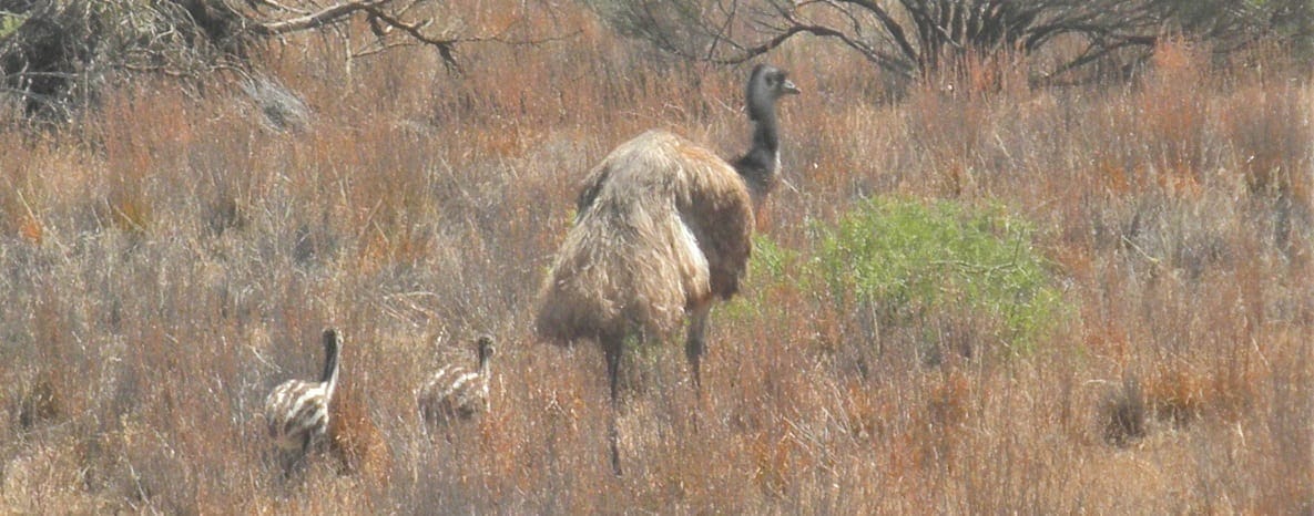 Flinders Ranges: Ancient earth and fascinating wildlife