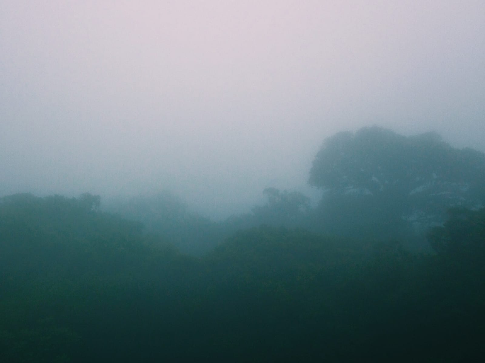 Mt. Makling: A Hike to the Legendary Mountain of Laguna