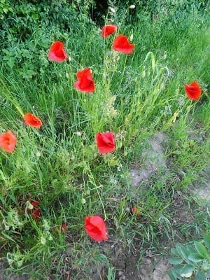 North Norfolk: A postage stamp view; culture, beauty & diversity: photo 12