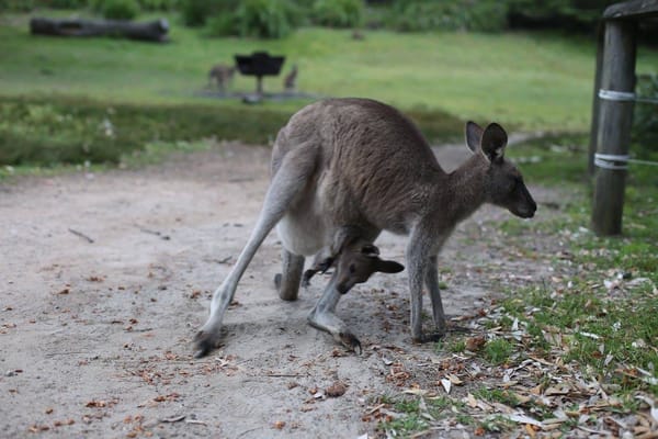 Caves Beach at Jervis Bay: A Weekend in the Great Outdoors: photo 2