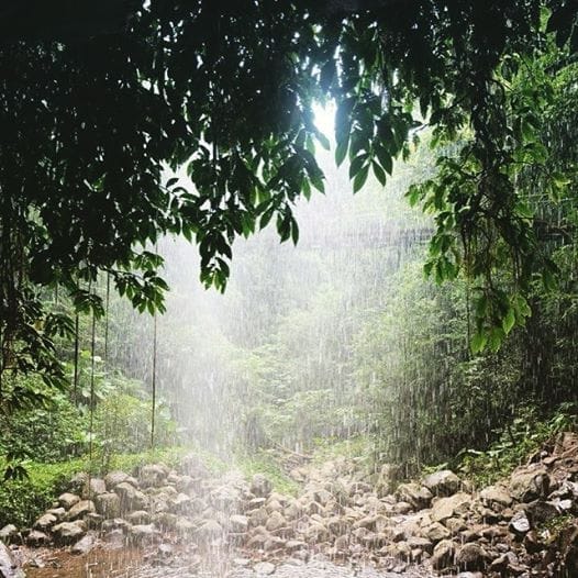 Bellingen and the Dorrigo Rainforest