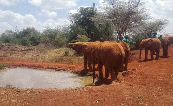 The Perfect Weekend in Nairobi: photo 6