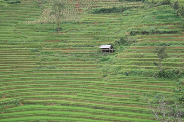 The Valley Verdure of Mù Cang Chải: photo 4