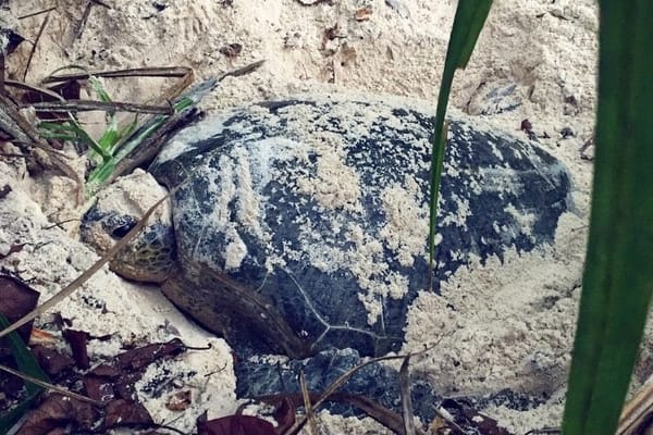 Experience the other side of Lang Tengah Island with LTTW: photo 23