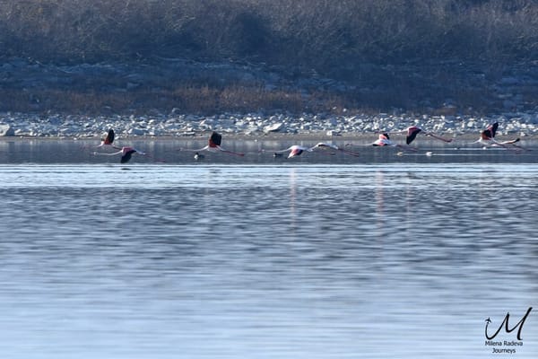 Birdwatching in Greece - Lake Kerkini: photo 11
