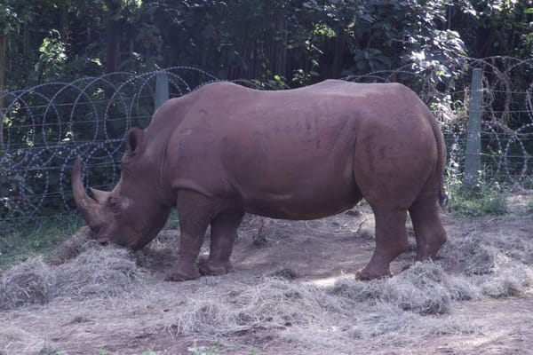 Nairobi:  A concrete jungle with a wild side to experience: photo 3