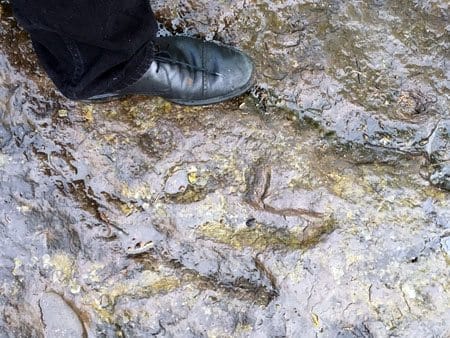 Tracking Dinosaurs in the Connecticut Valley: photo 5
