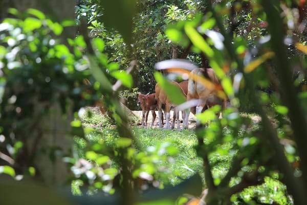 Ubud: A Quiet Treasure in Bali: photo 2