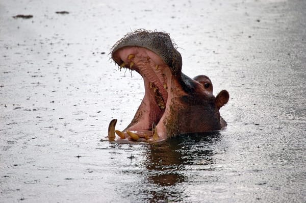 Magical things to do in Victoria Falls: photo 7