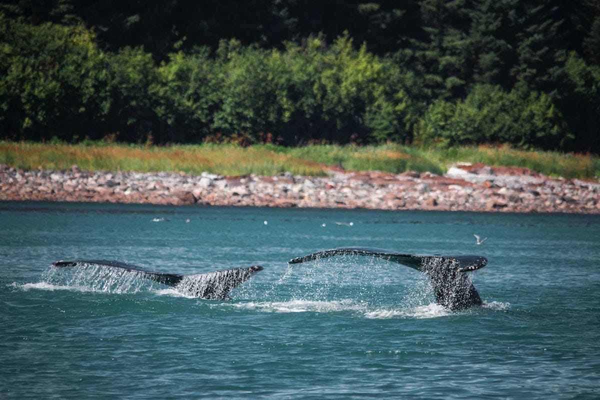 USA’s Last Frontier | Visiting Juneau Alaska