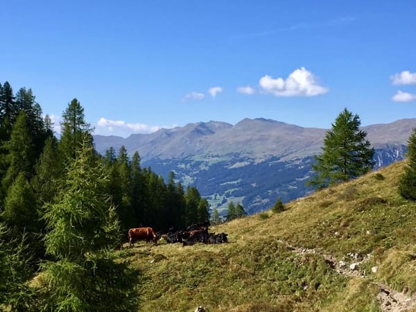 Experiencing the Swiss Alps: photo 3