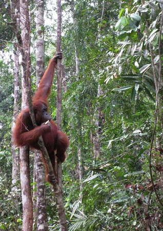 Meet the Orang-Utans in Kuching: photo 5