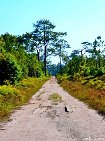 Off the Beaten Track in Thailand: Phu Kradeung National Park: photo 2