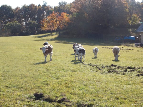 A visual journey of the French countryside: Valley of Munster: photo 26