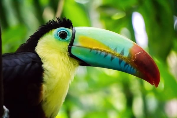 3 places you must see in Foz do Iguaçu, Brazil: photo 2
