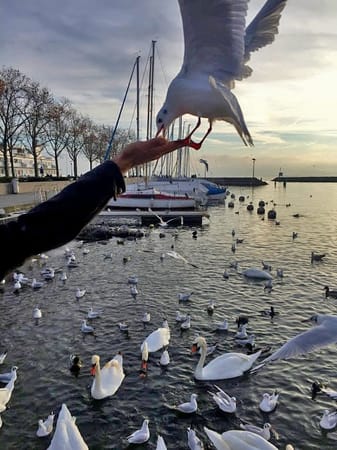 Lausanne – the Olympic Capital: photo 12