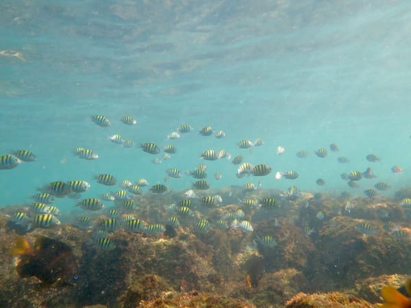 A Beautiful Paradise: The Galapagos Islands: photo 5
