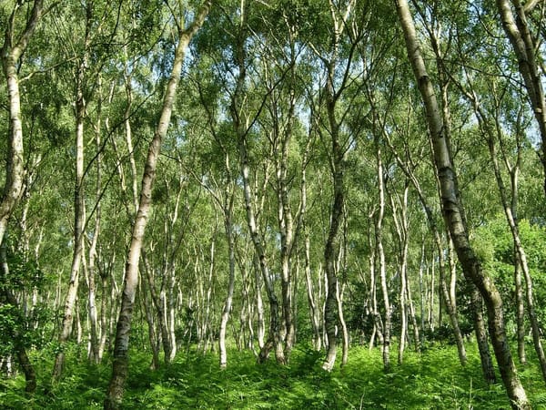 Places To Visit In Nottingham: photo 6