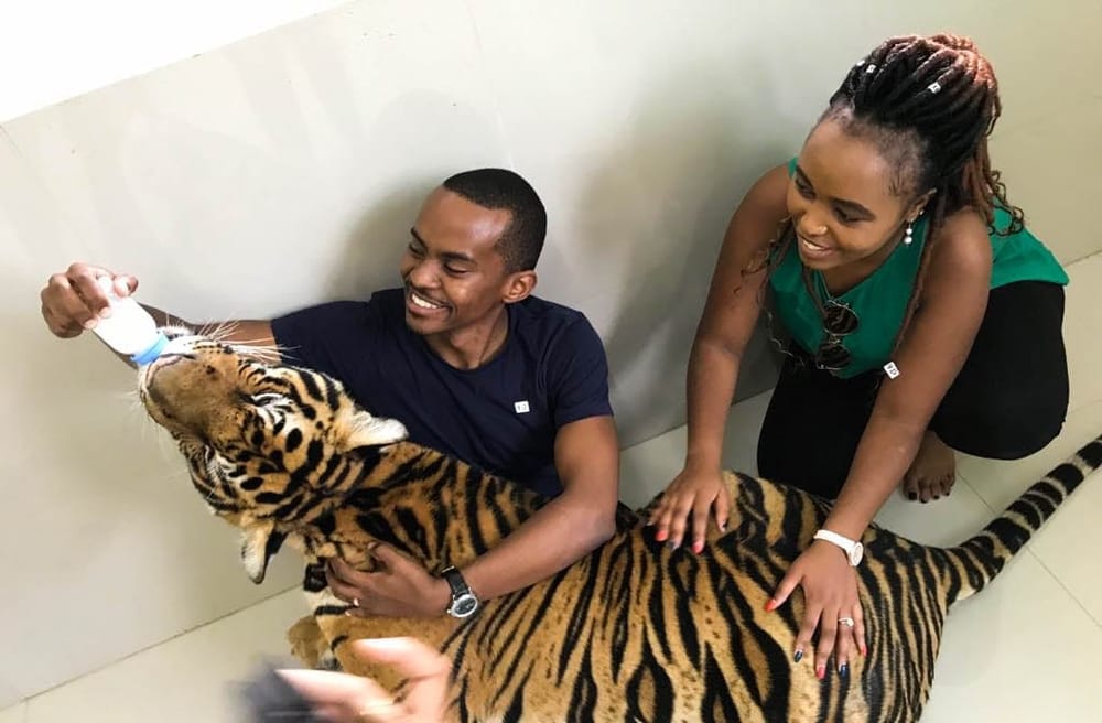 Bangkok: Day Tour with the Tigers