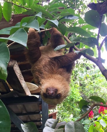 A Travel Guide to Puerto Viejo, Costa Rica: photo 4
