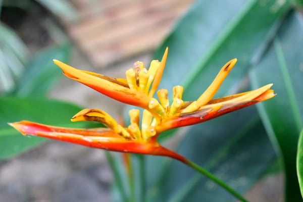 Caribbean Vibes and Pura Vida - Puerto Viejo: photo 11