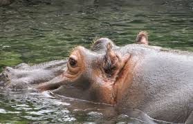 Spending A Day at Singapore Zoo and Singapore Night Safari: photo 6
