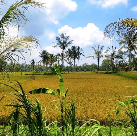 Top Activities for a Short Stay in Bali: photo 9