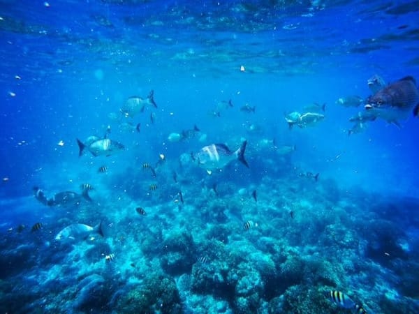 Discovering Cozumel in one day: photo 3