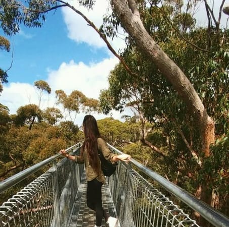 Koalas in Western Australia's Valley of Giants: photo 1