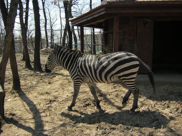 8 places to visit in the city of Bor and eastern Serbia: photo 2