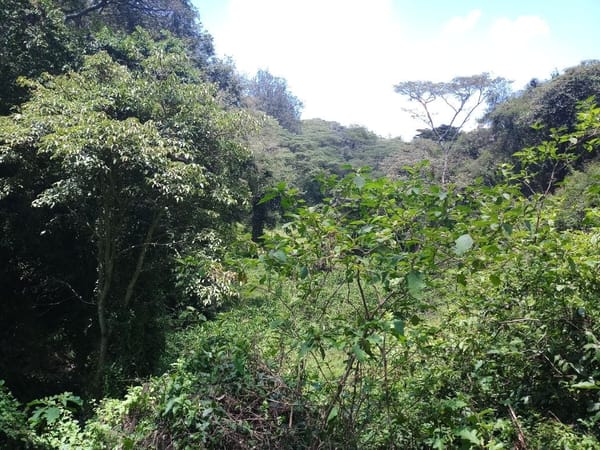 The Perfect Date With Nature; The Oloolua Nature Trail: photo 1