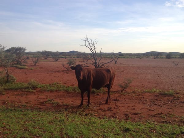 Karijini National Park: A Novice's Guide To Taking On The Outback: photo 2