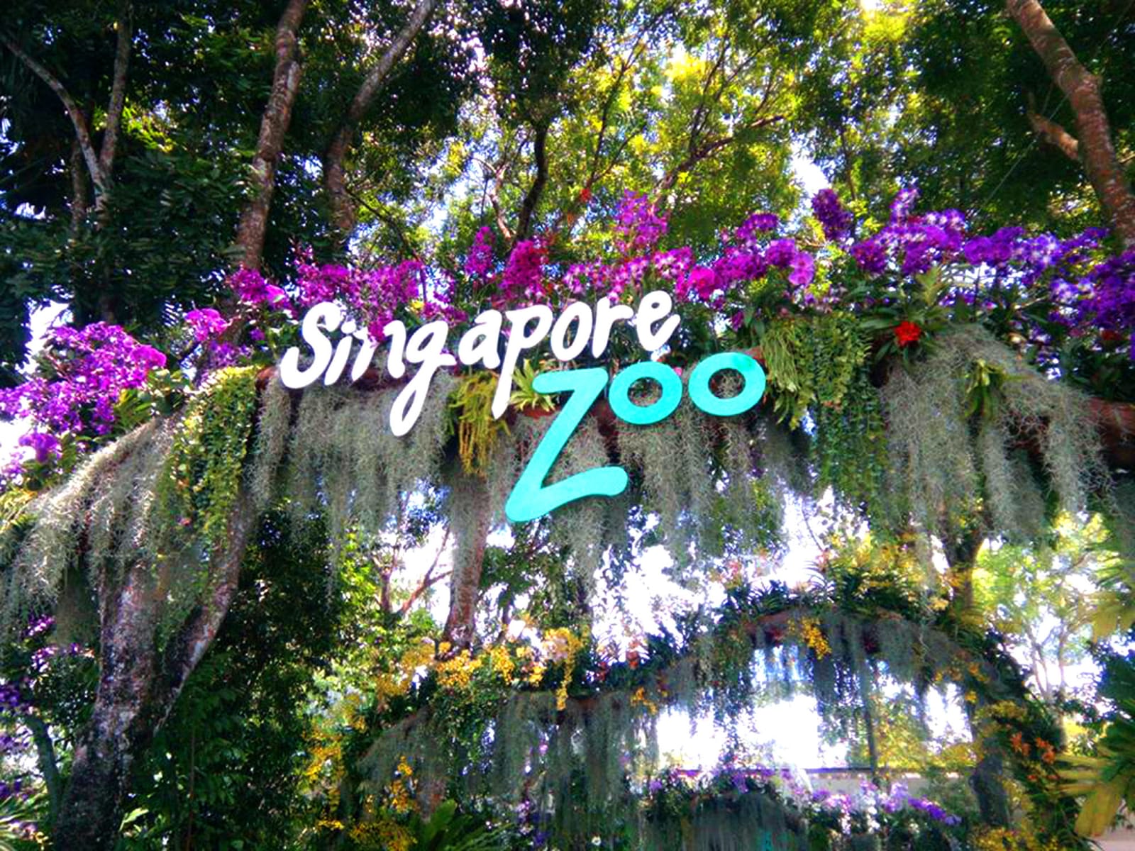 Singapore Zoo and River Safari in a day